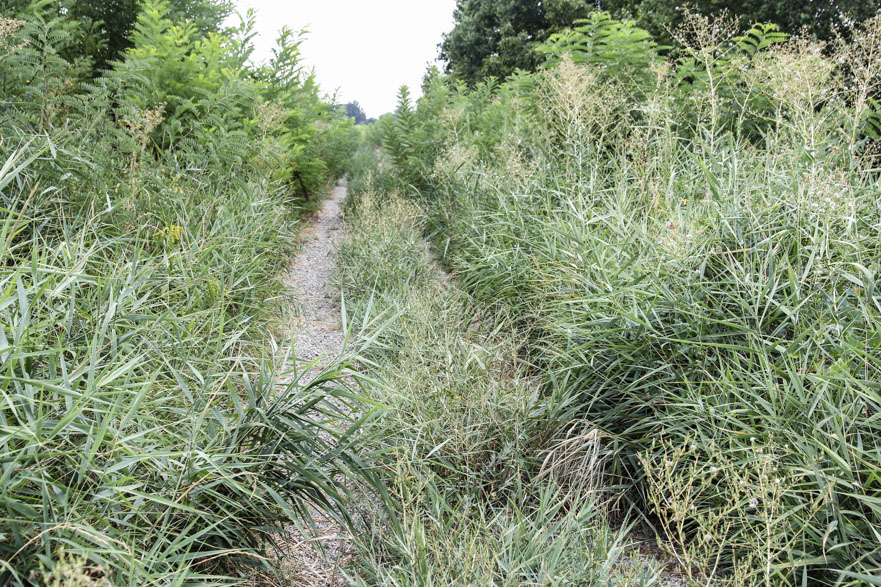 Sassuolo – Piazza Garibaldi