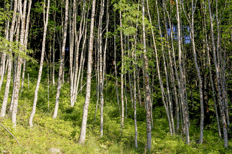 Morgenstimmung in Piandelagotti