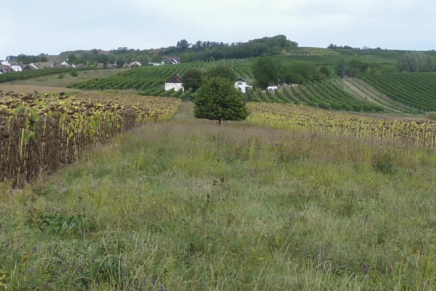 March – Thaya – Kamp