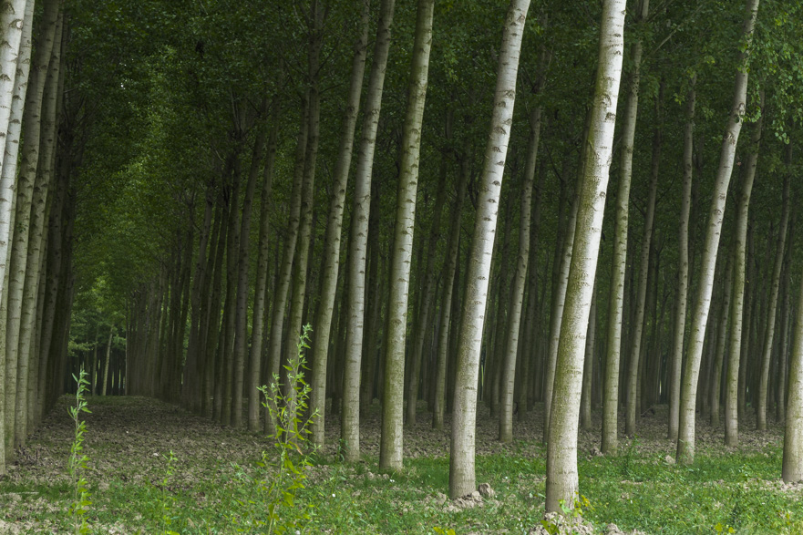 Morgen in Mantova – Aufbruch durch die Renaissancestadt