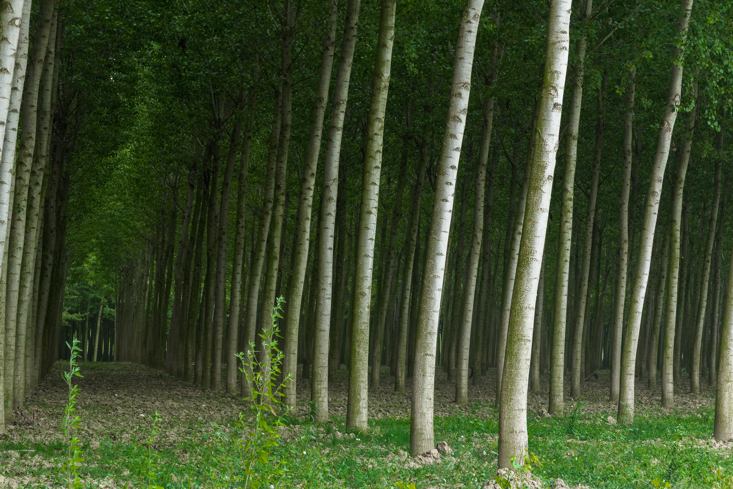 Pappelplantage in der Poebene