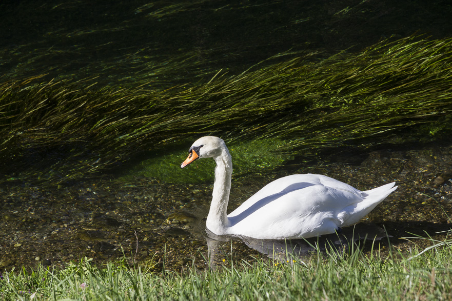 Radweg entlang eines Kanals mit vielen Enten und einem einsamen Schwan