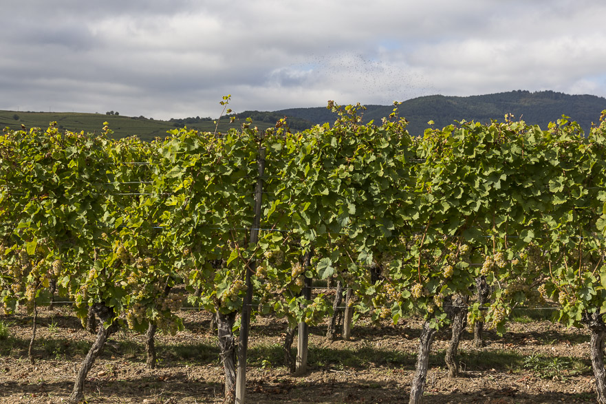 Trauben gekostet – sie sind süß!