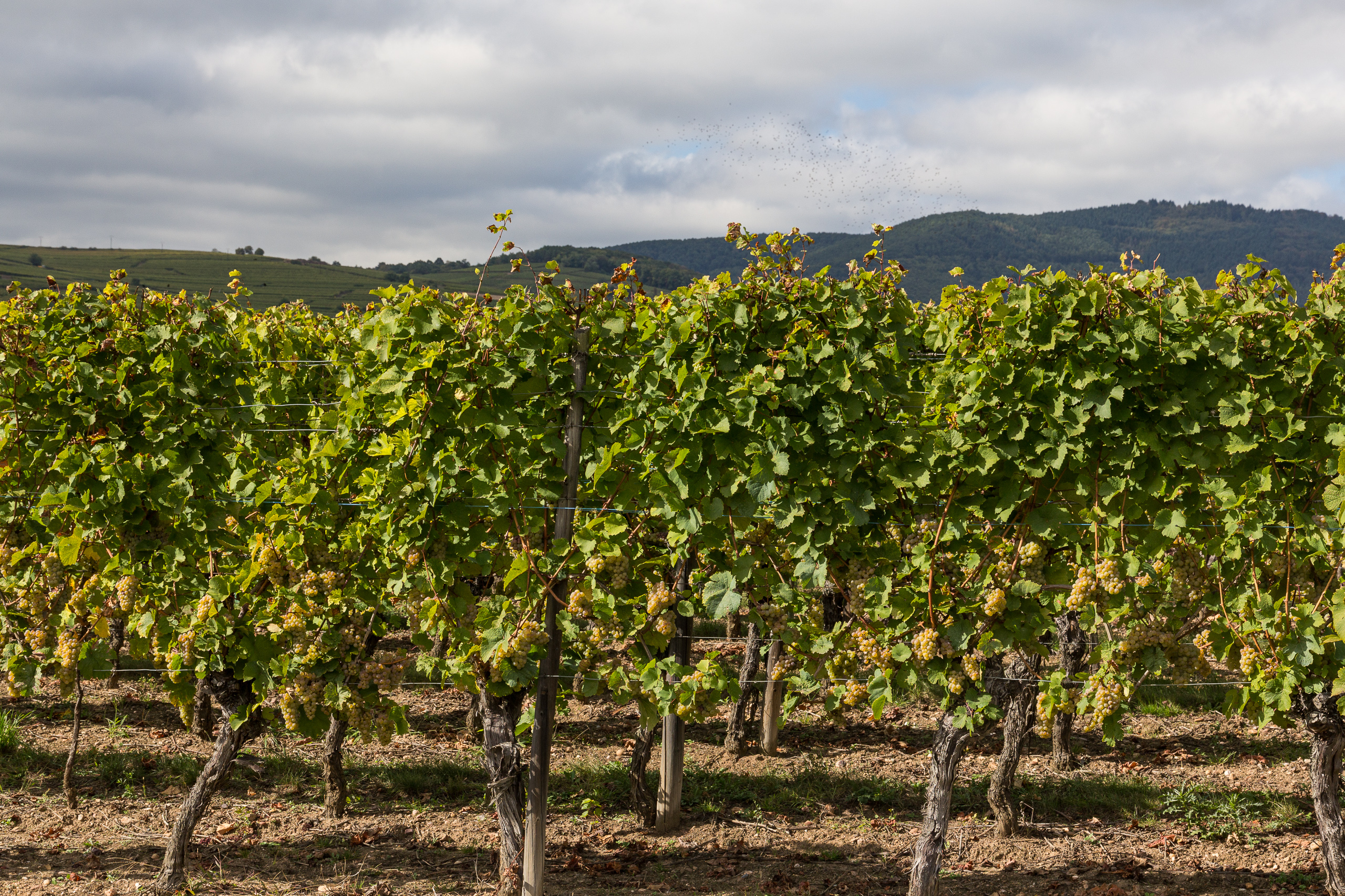 Obernai – Colmar: Durch die Weinroute des Elsass