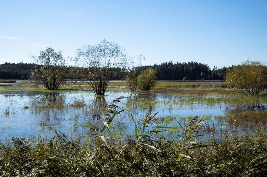 Riesige Portionen gebratener Reis