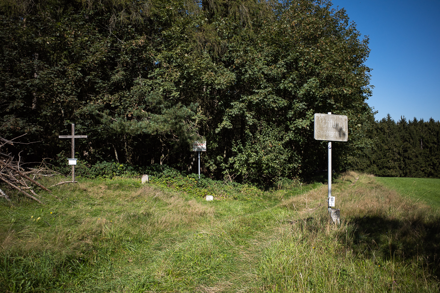 Holzschlägerung im tschechischen Wald – rosa Schnittflächen